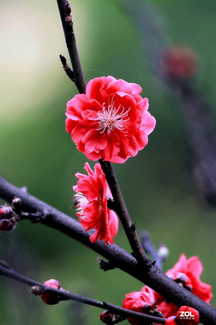 红叶碧桃花之十七