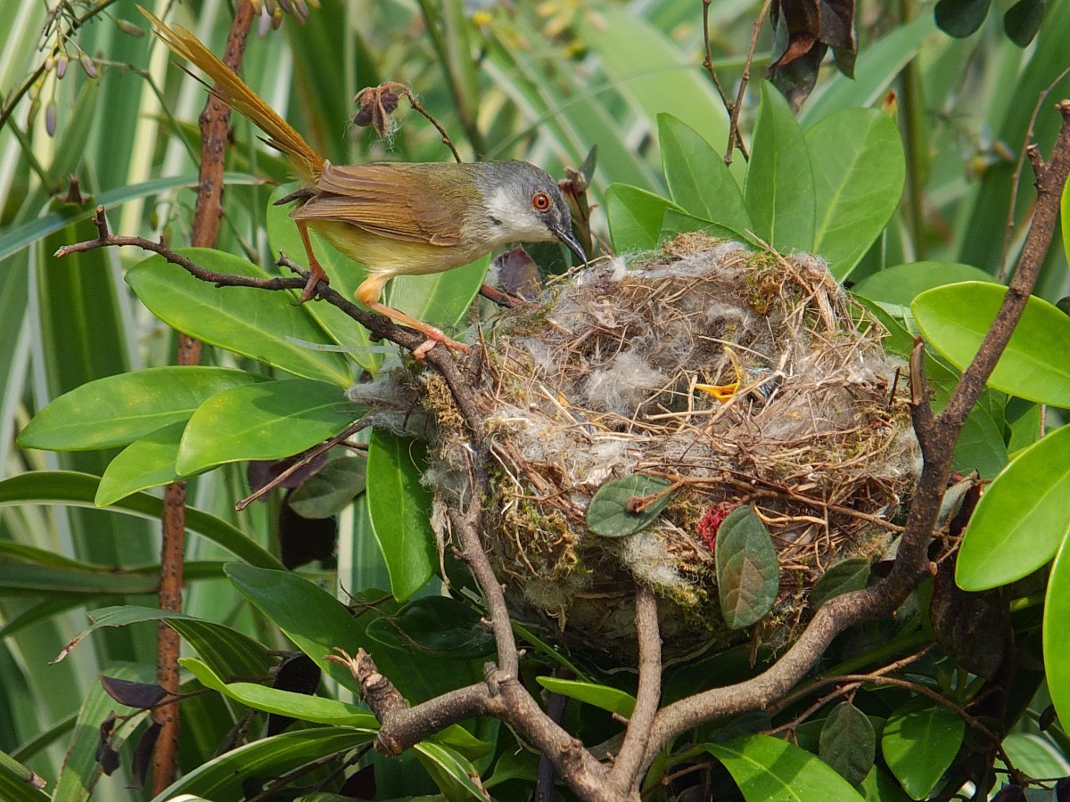 黄腹鹪莺与嗷嗷待哺的幼鸟 [4] 完