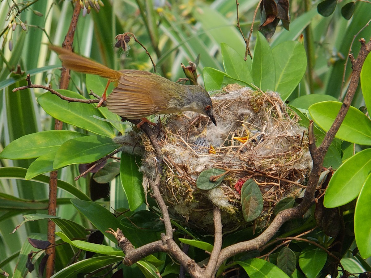 黄腹鹪莺与嗷嗷待哺的幼鸟 [4] 完