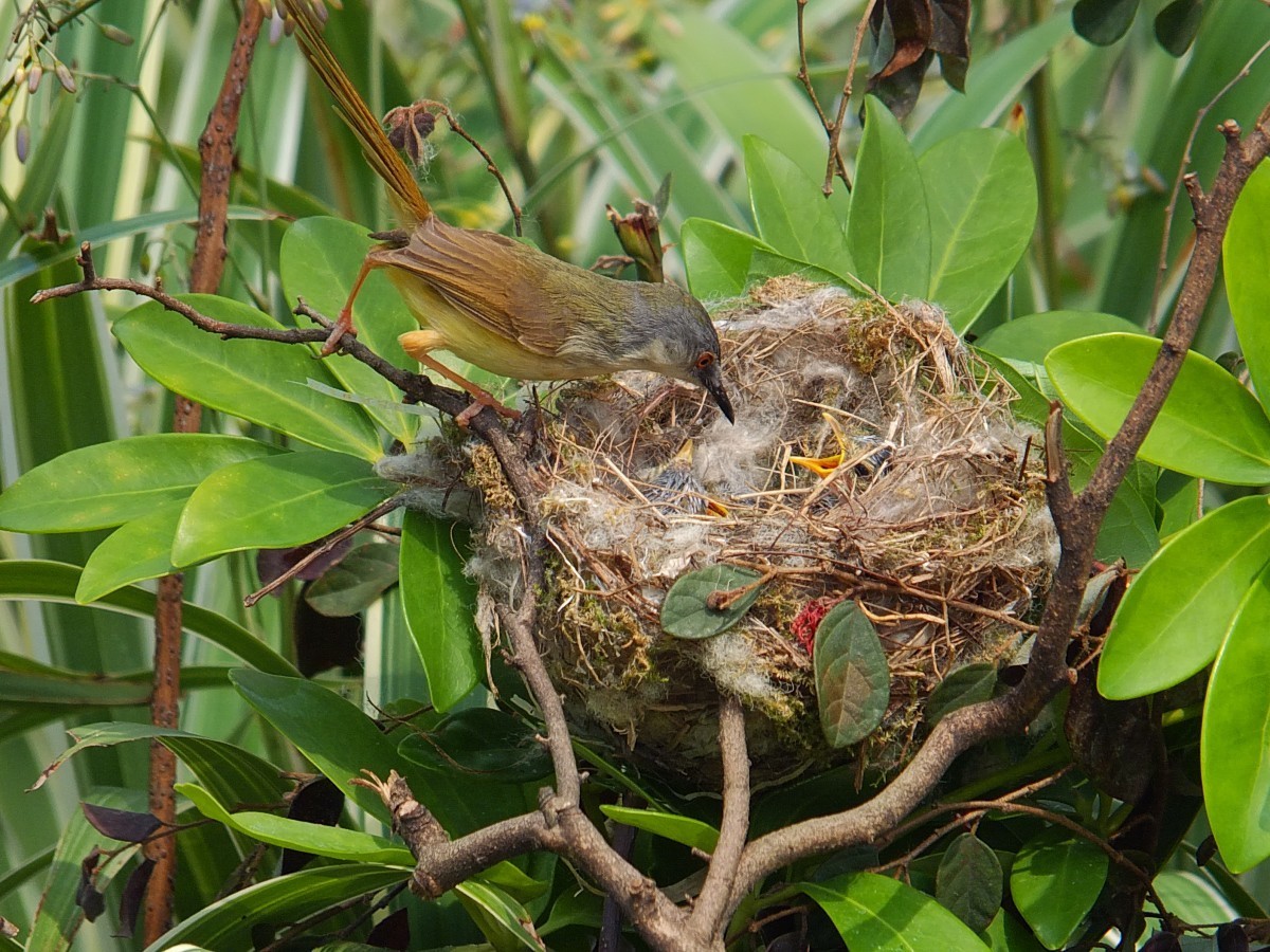 黄腹鹪莺与嗷嗷待哺的幼鸟 [4] 完