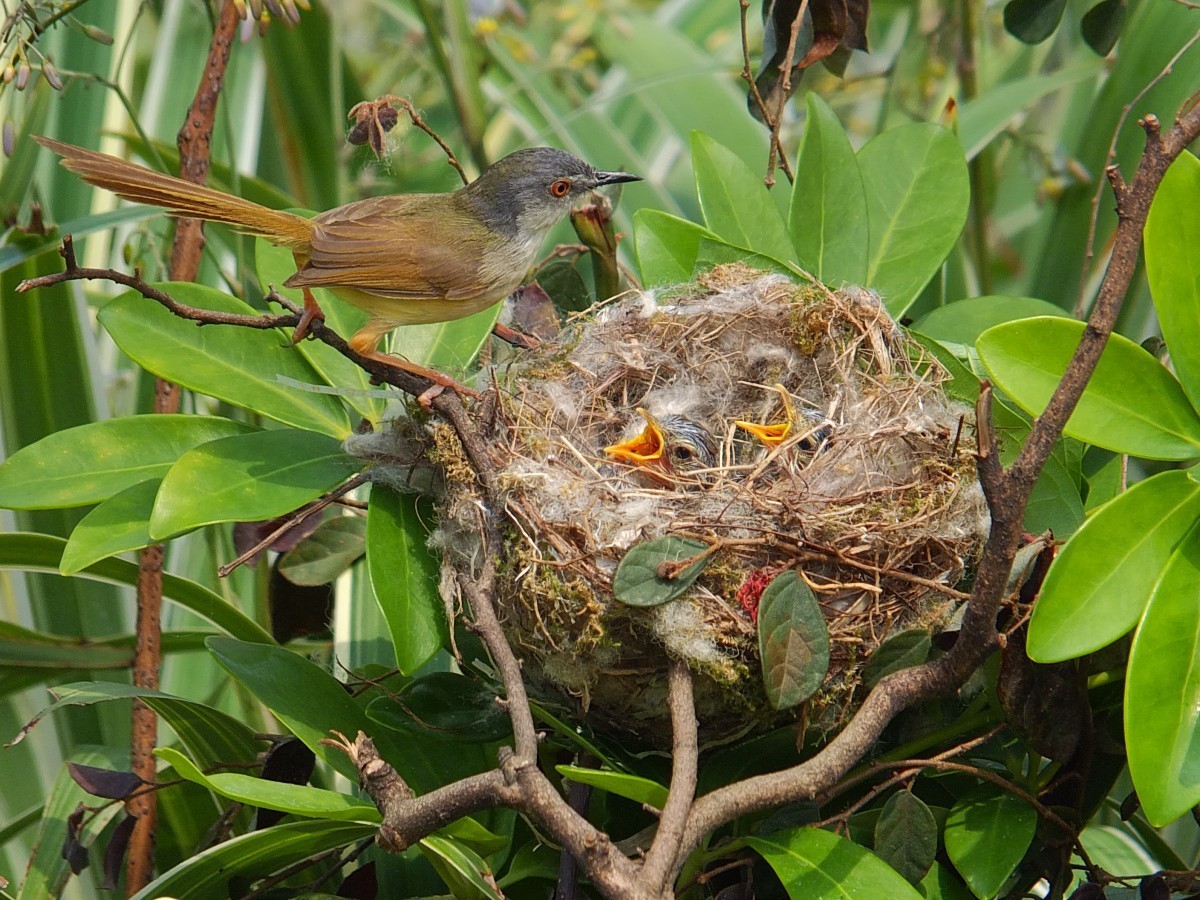 黄腹鹪莺与嗷嗷待哺的幼鸟 [4] 完
