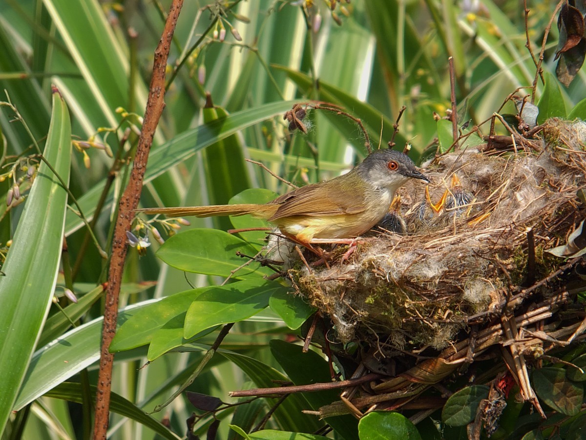 黄腹鹪莺与嗷嗷待哺的幼鸟 [4] 完