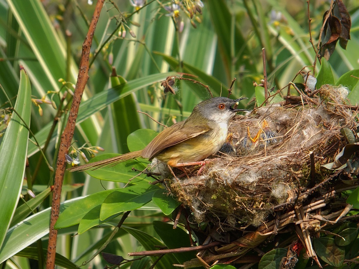 黄腹鹪莺与嗷嗷待哺的幼鸟 [4] 完