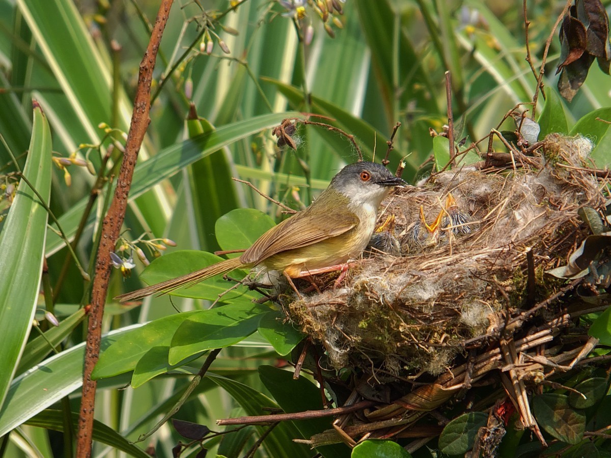 黄腹鹪莺与嗷嗷待哺的幼鸟 [4] 完