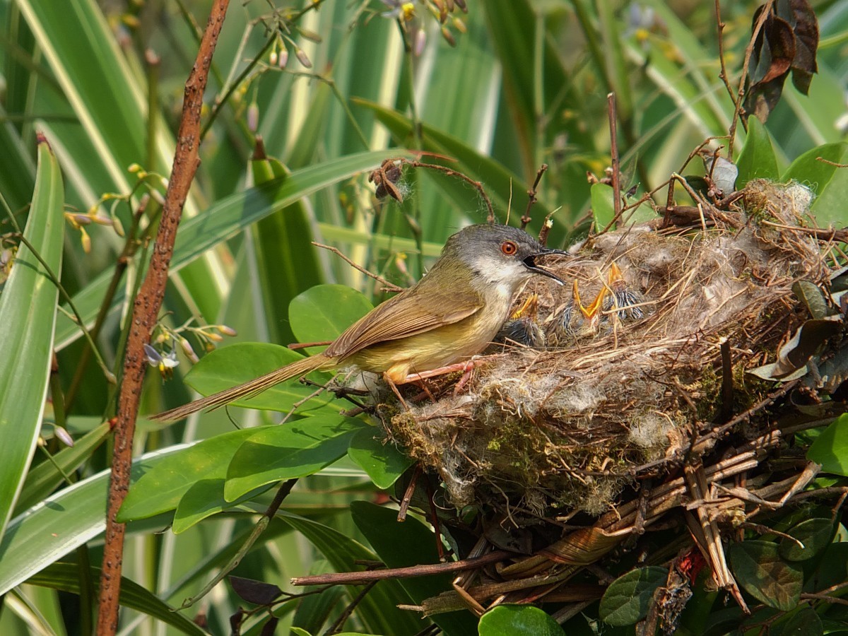 黄腹鹪莺与嗷嗷待哺的幼鸟 [4] 完