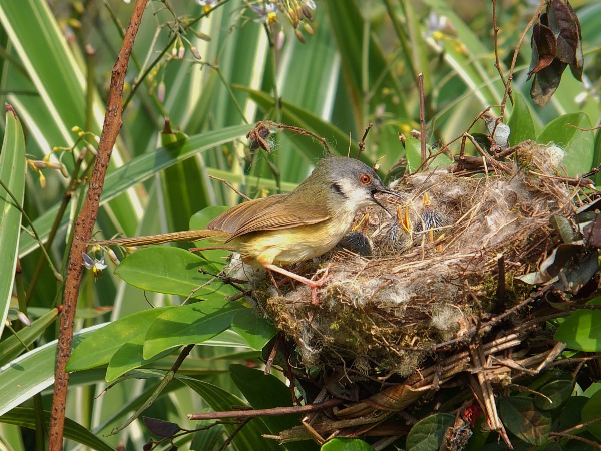 黄腹鹪莺与嗷嗷待哺的幼鸟 [4] 完