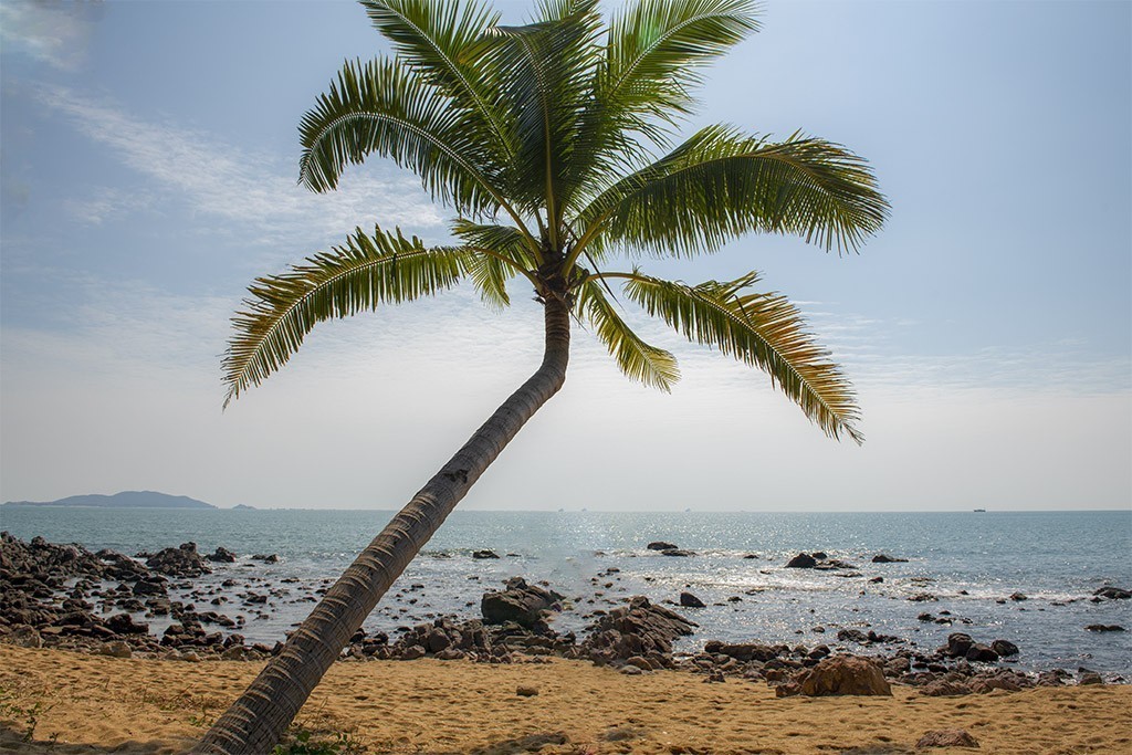 椰樹彎彎向大海