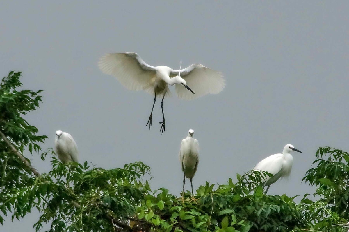 拍摄白鹭欢聚可热闹了