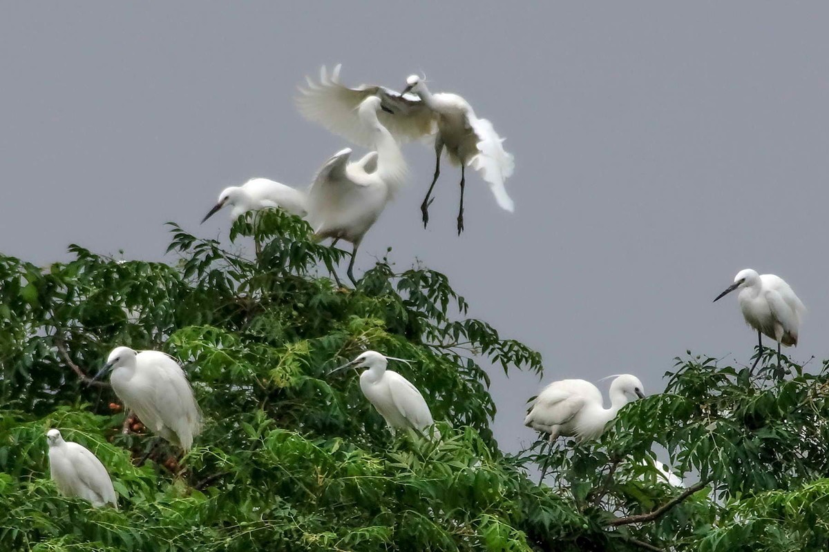 拍摄白鹭欢聚可热闹了