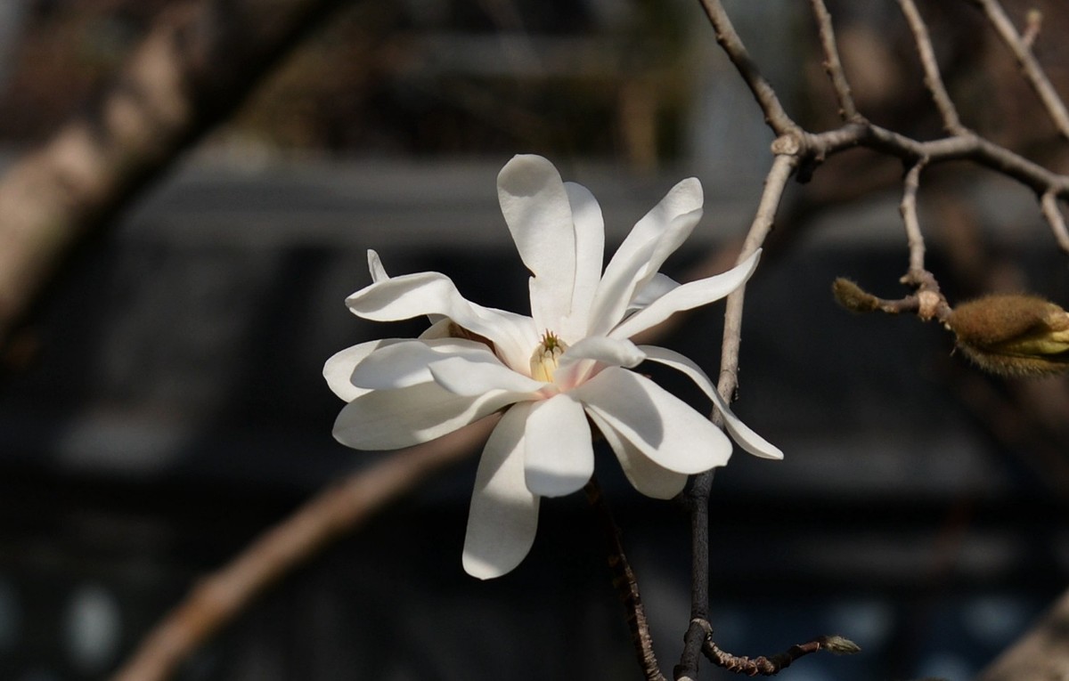 木兰花开(星花)-中关村在线摄影论坛
