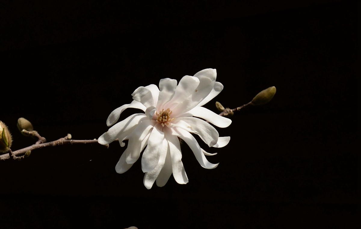 木兰花开(星花)-中关村在线摄影论坛