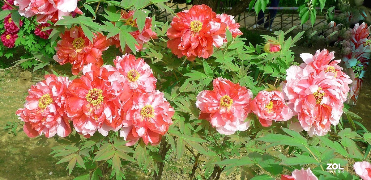 天下真花独牡丹