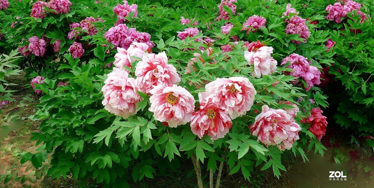 天下真花独牡丹