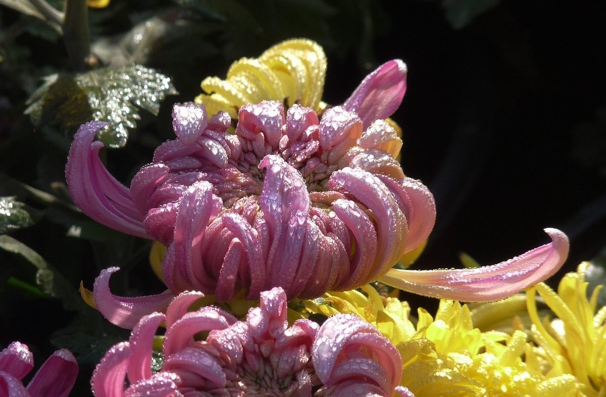 芳菊秋韵——老机新片