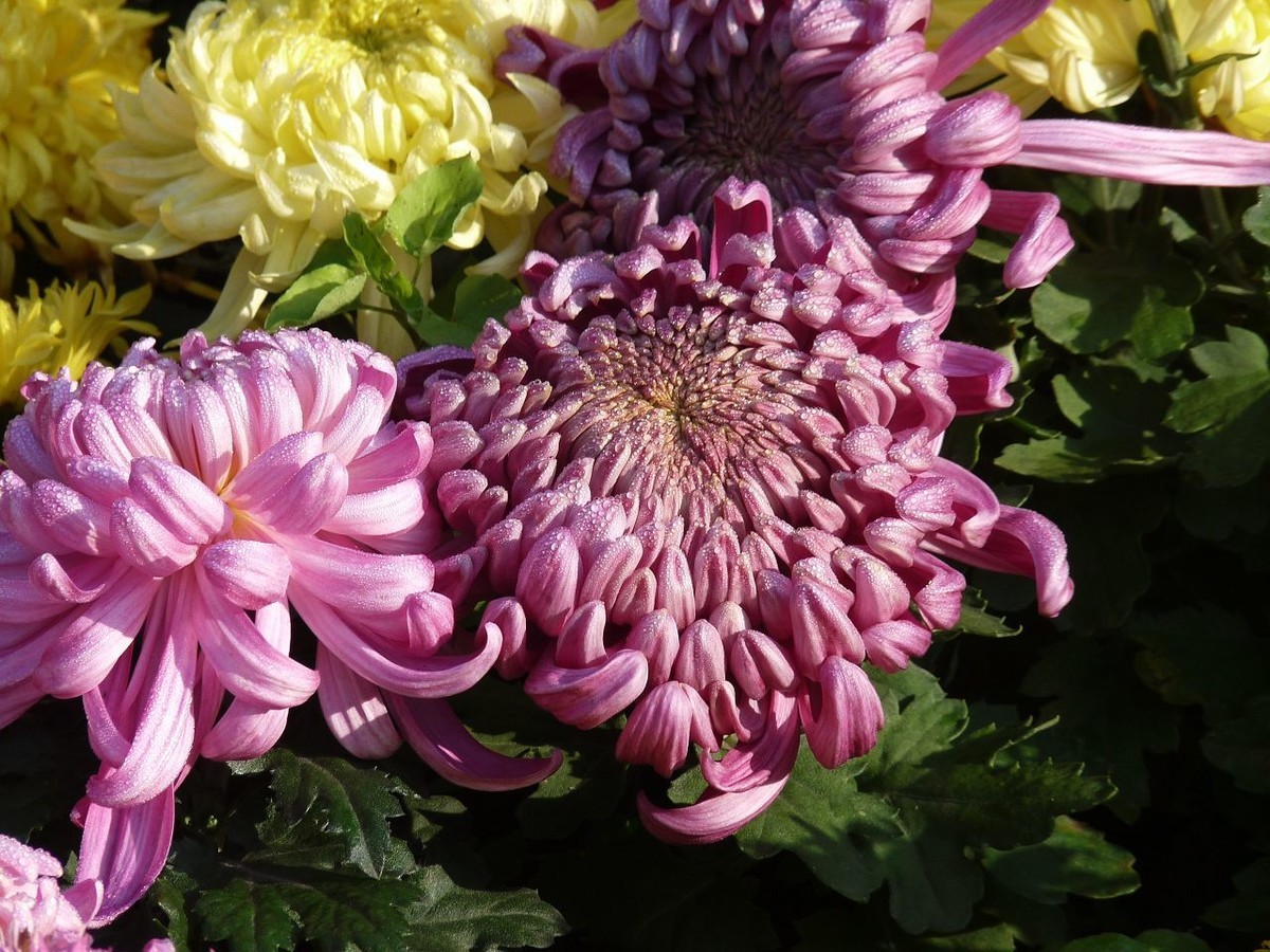 芳菊秋韵——老机新片