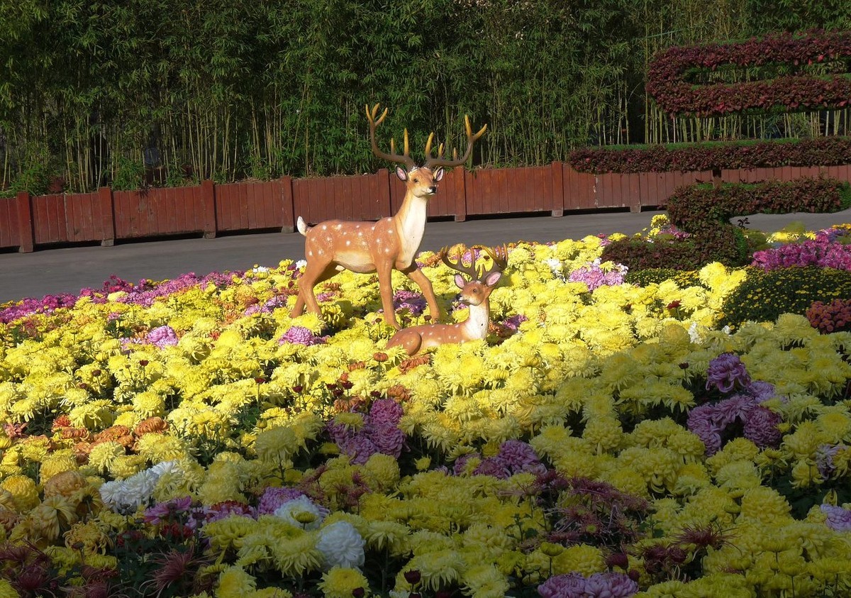 芳菊秋韵——老机新片