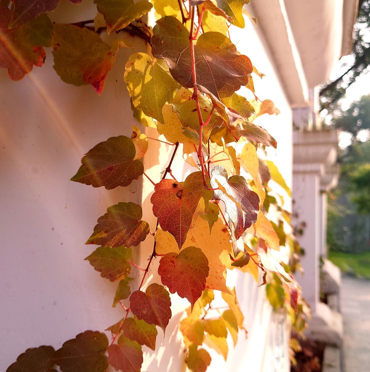 携一组索尼旗舰手机(xperia 1 ll )图片问候 永不败落的神圣丶鹿鸣1965两位版主