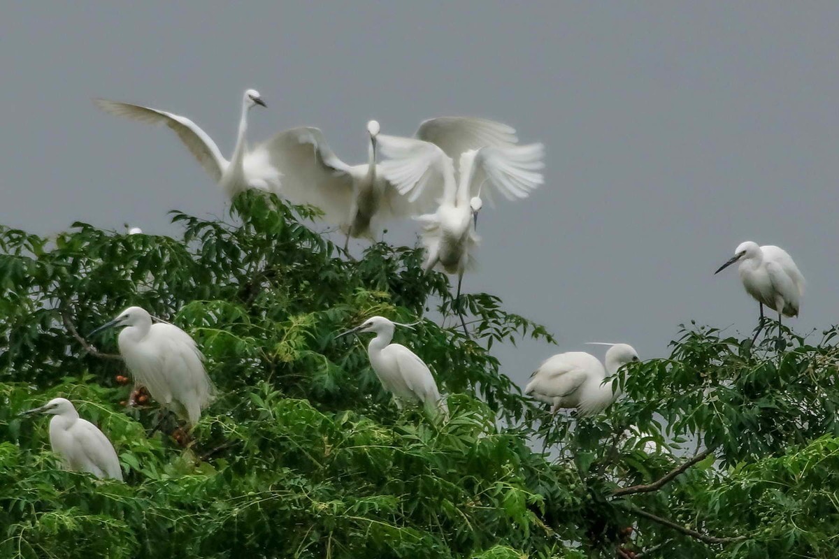 拍摄白鹭欢聚可热闹了