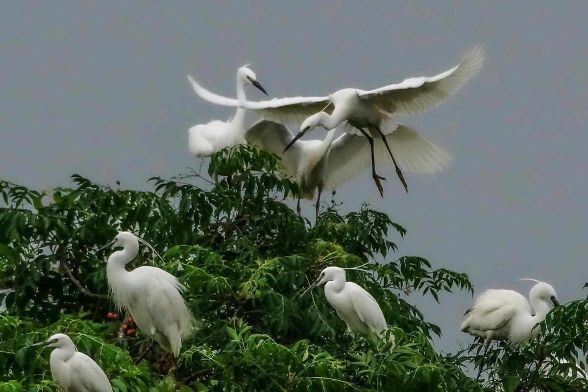 拍摄白鹭欢聚可热闹了