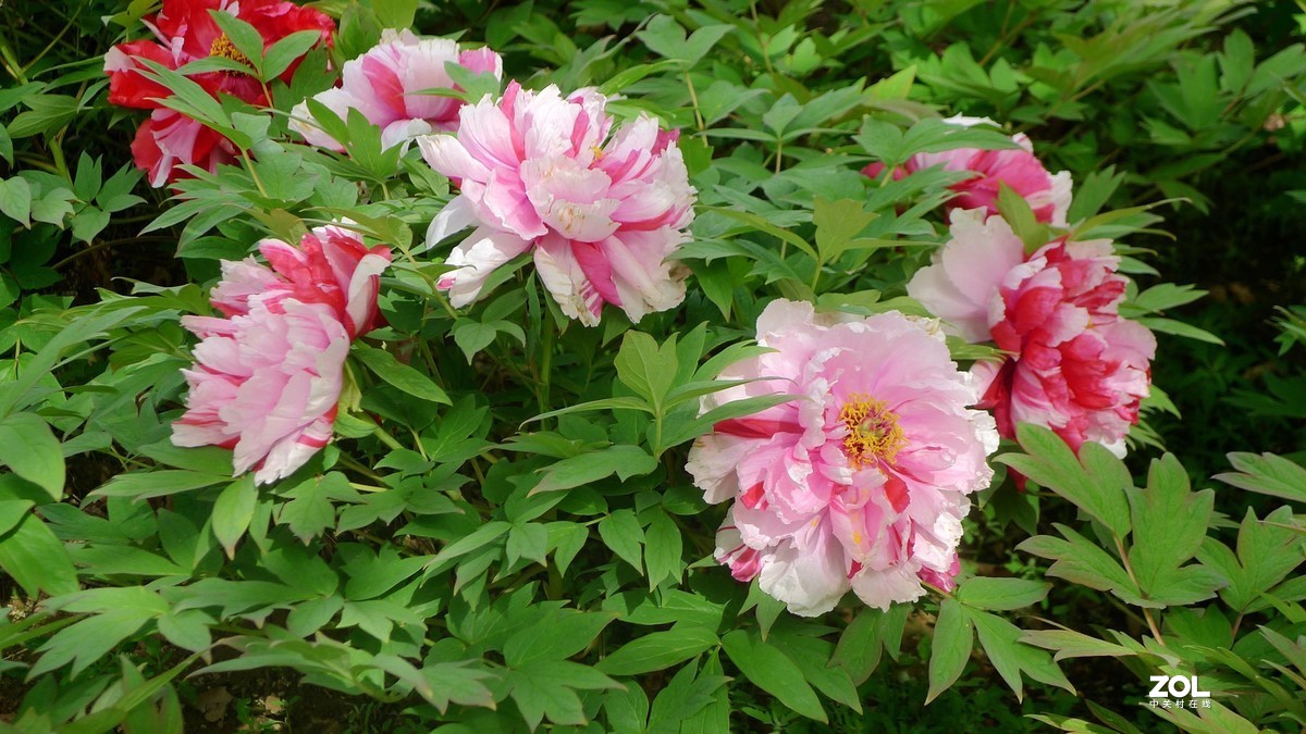 天下真花独牡丹