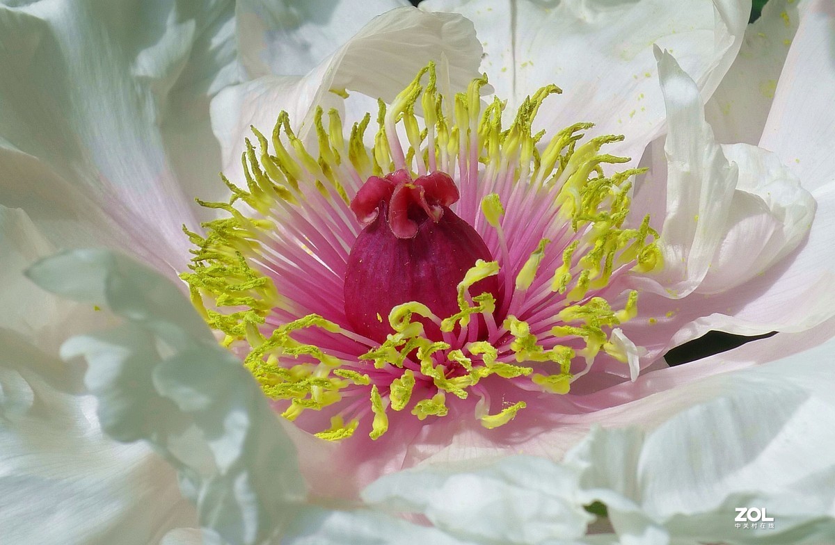 天下真花独牡丹