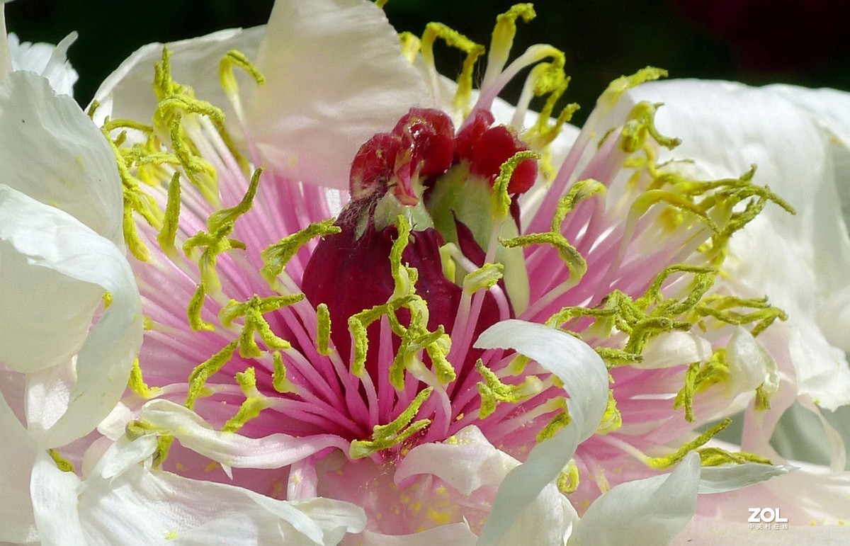 天下真花独牡丹