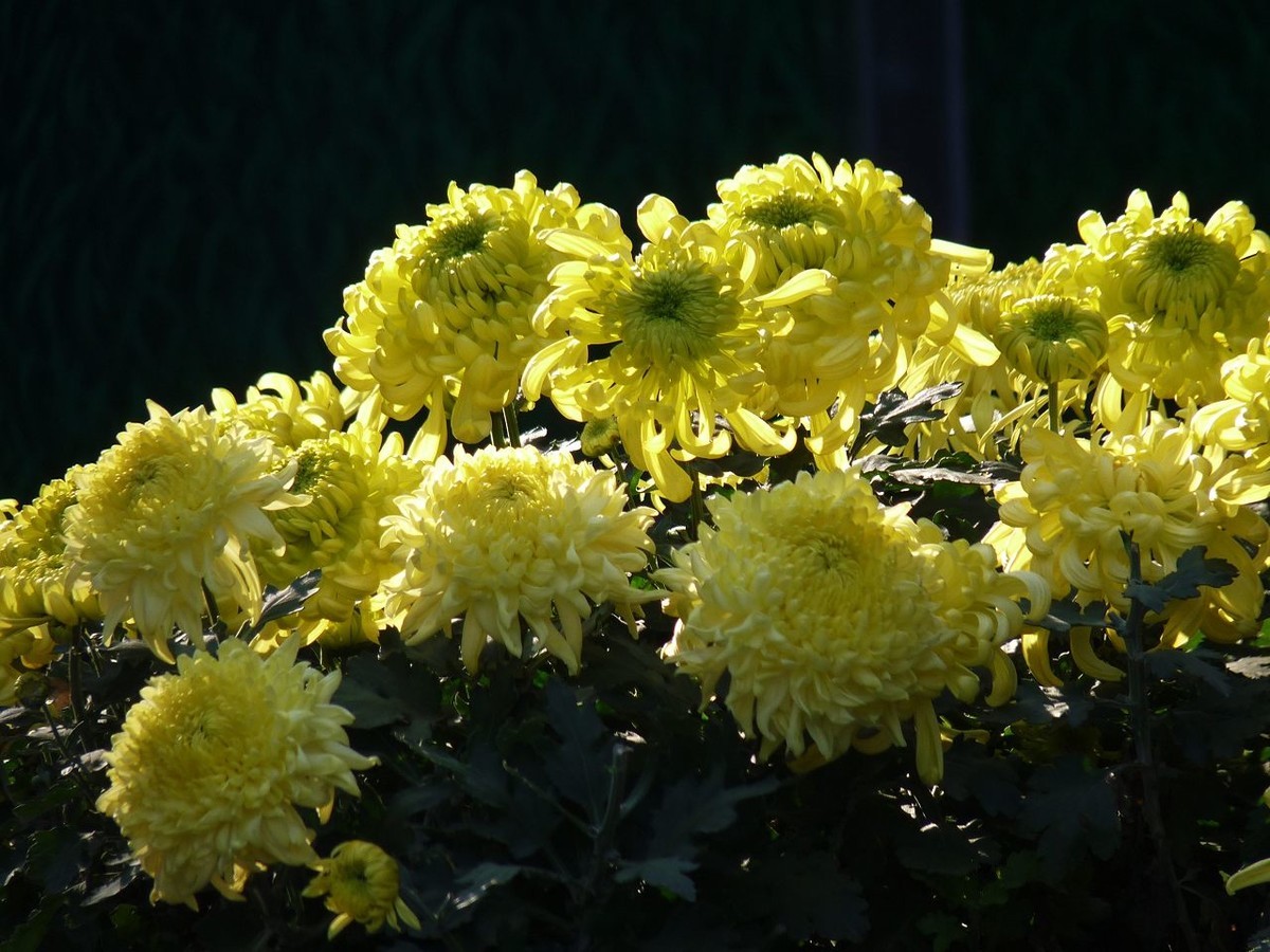 芳菊秋韵——老机新片