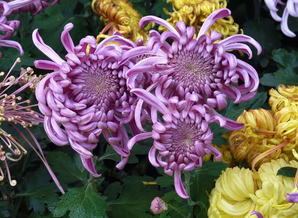 芳菊秋韵——老机新片