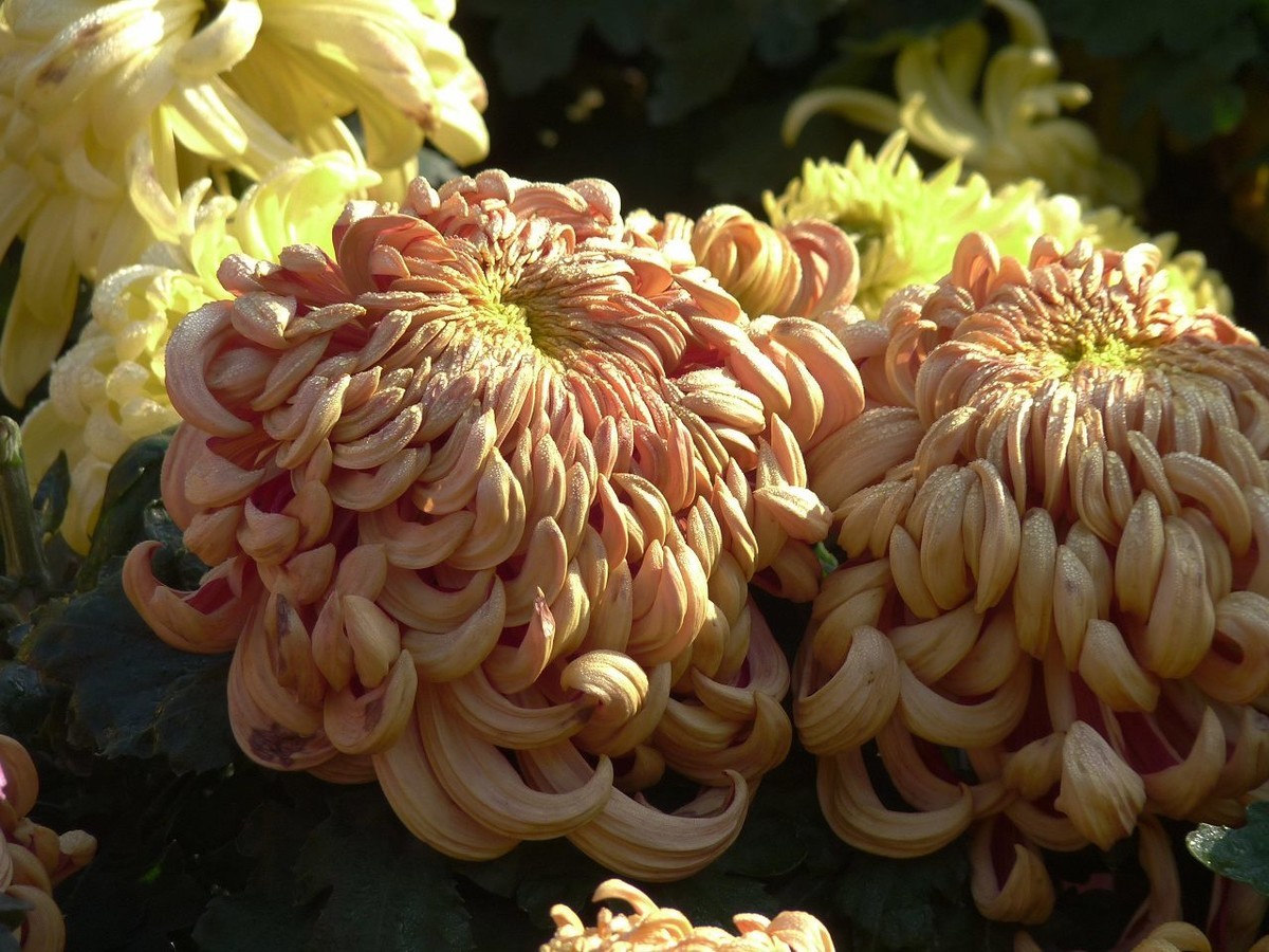 芳菊秋韵——老机新片