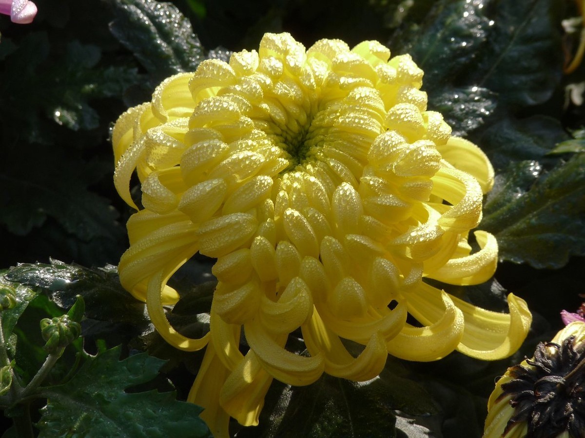 芳菊秋韵——老机新片