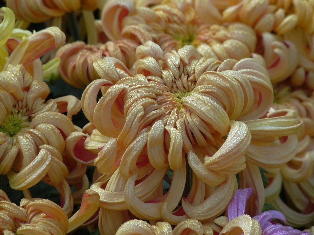 芳菊秋韵——老机新片