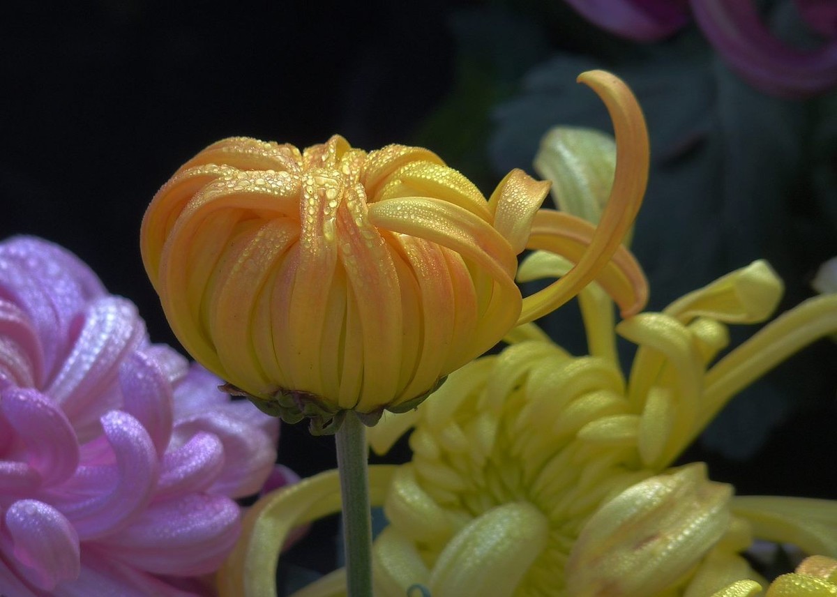 芳菊秋韵——老机新片