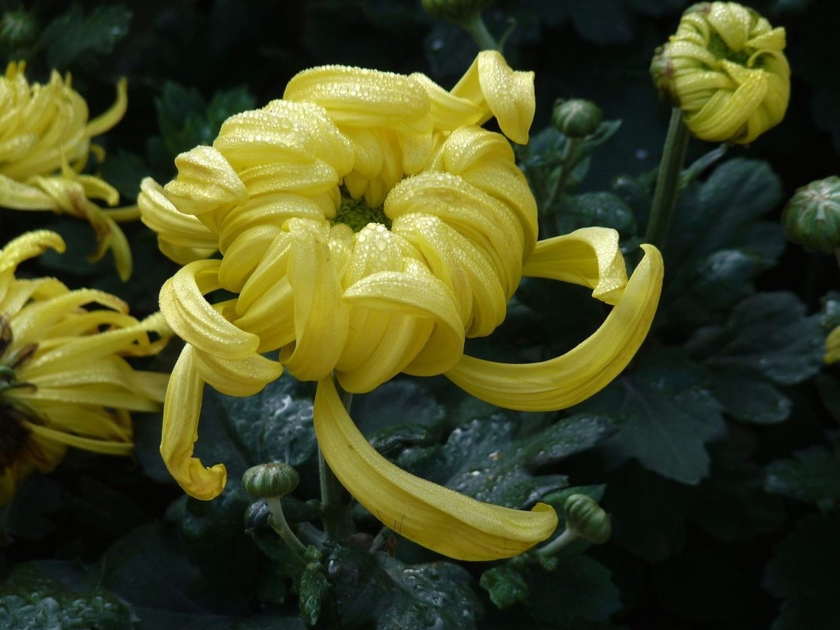 芳菊秋韵——老机新片