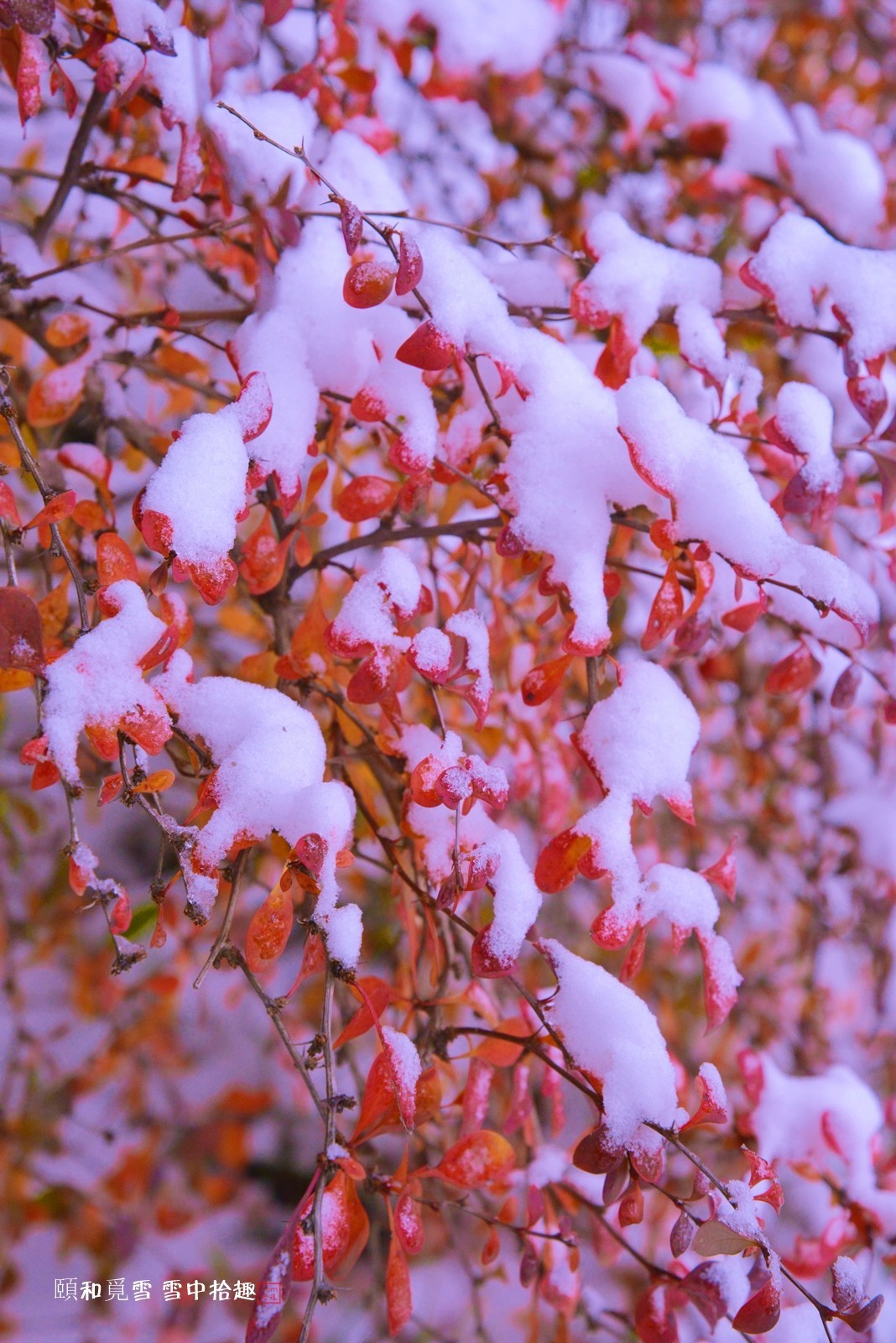 颐和觅雪雪中拾趣