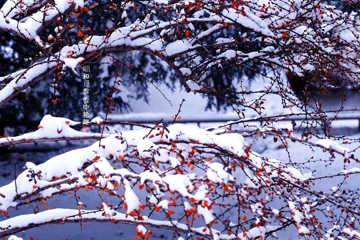 颐和觅雪雪中拾趣