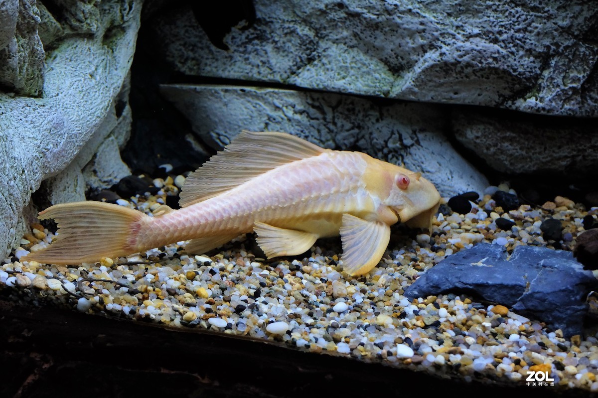 【观赏鱼】——摄于上海海洋水族馆