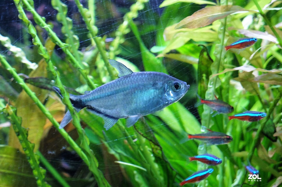 【观赏鱼】——摄于上海海洋水族馆