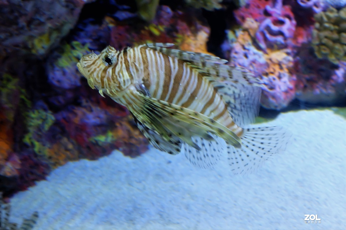 【观赏鱼】——摄于上海海洋水族馆
