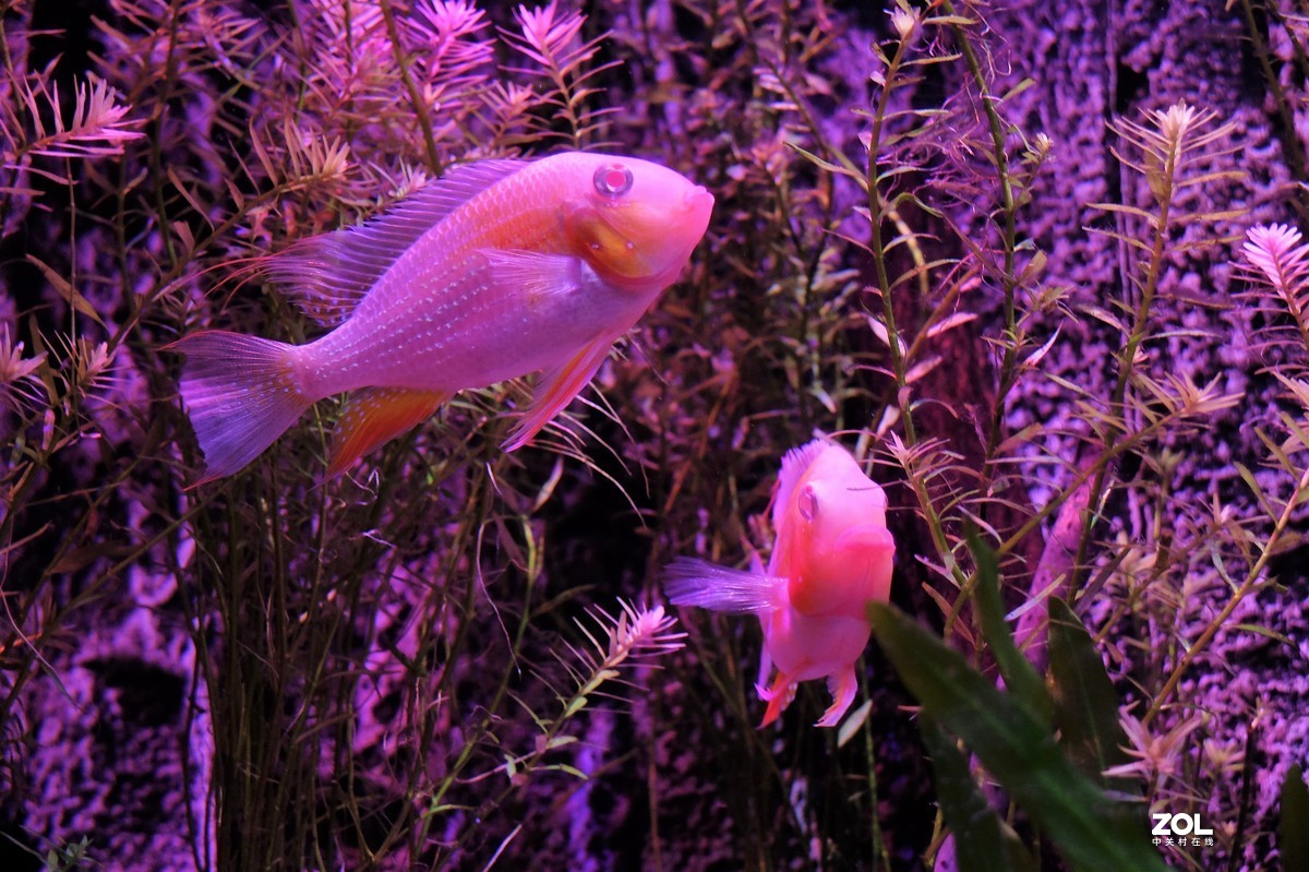 【观赏鱼】——摄于上海海洋水族馆