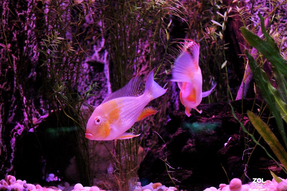 【观赏鱼】——摄于上海海洋水族馆