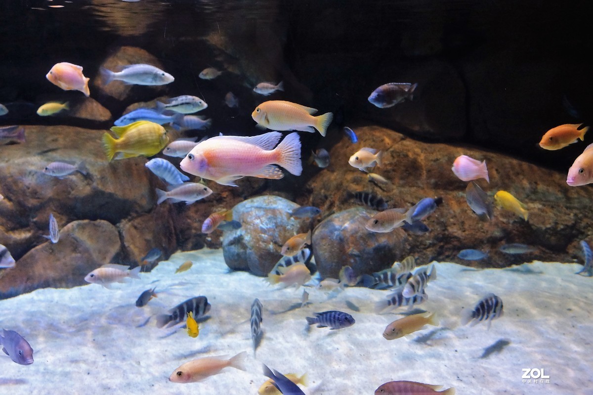 【观赏鱼】——摄于上海海洋水族馆