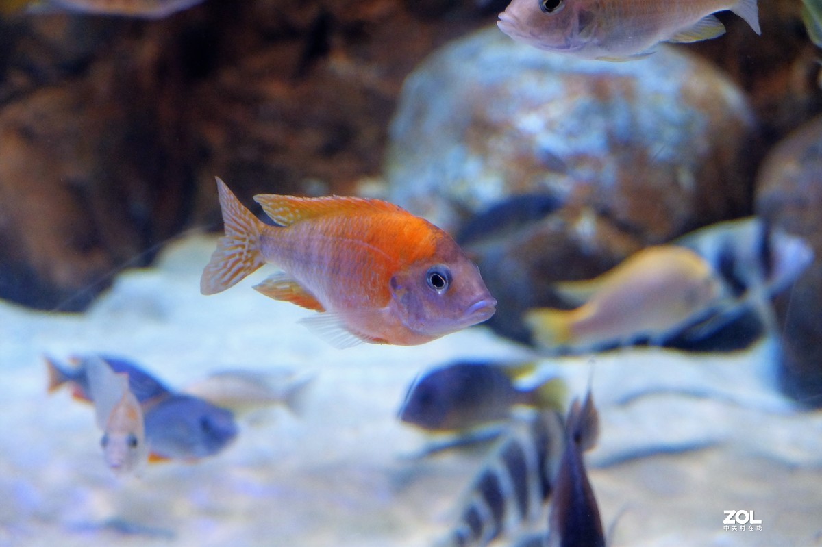 【观赏鱼】——摄于上海海洋水族馆