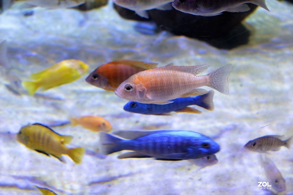 【观赏鱼】——摄于上海海洋水族馆
