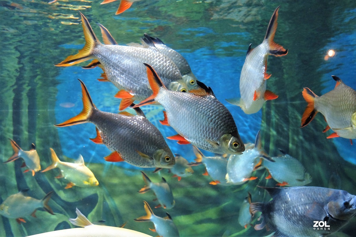 【观赏鱼】——摄于上海海洋水族馆
