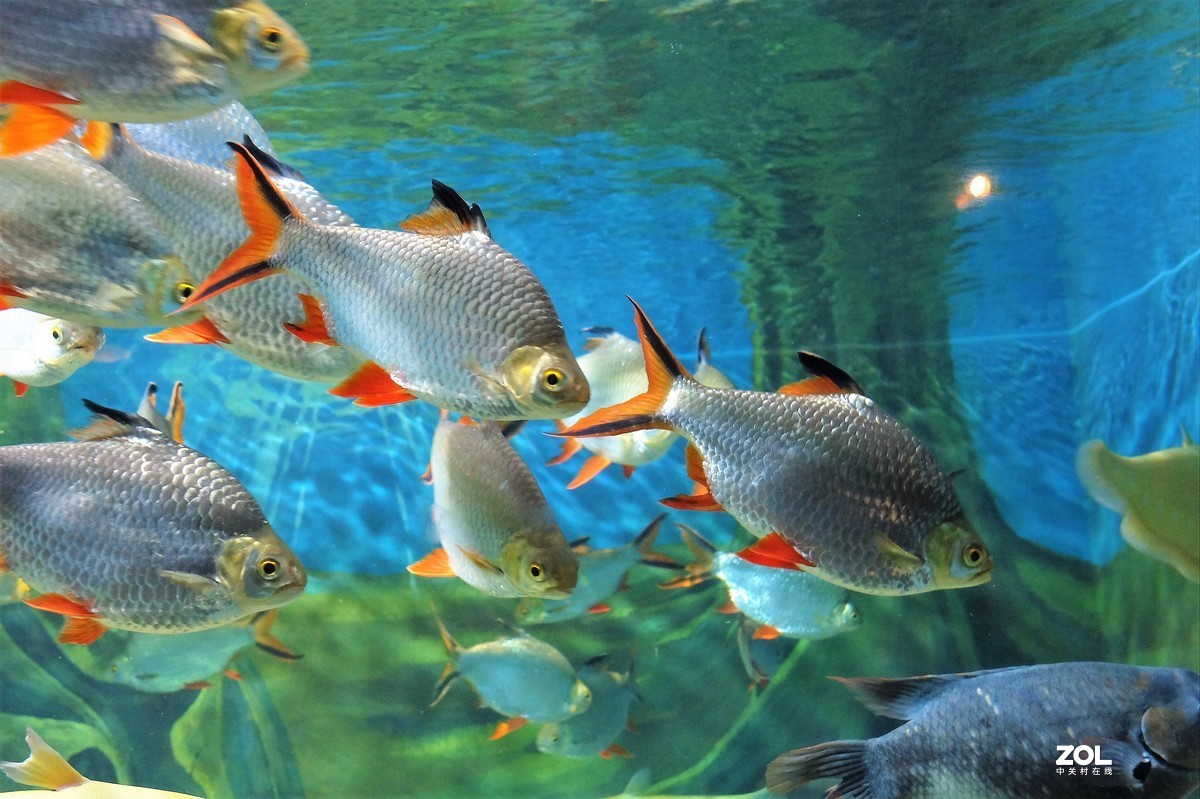 【观赏鱼】——摄于上海海洋水族馆