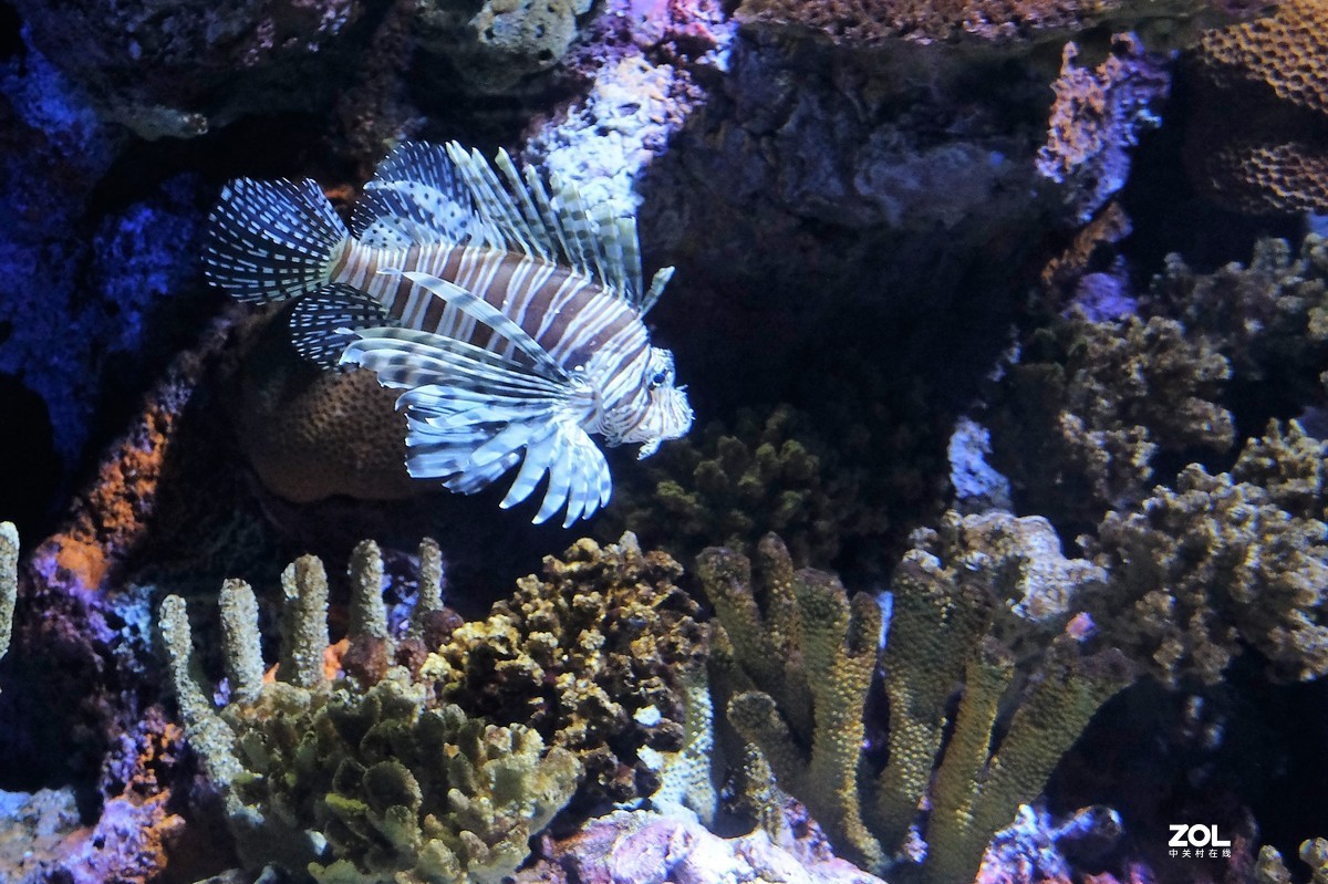 【观赏鱼】——摄于上海海洋水族馆