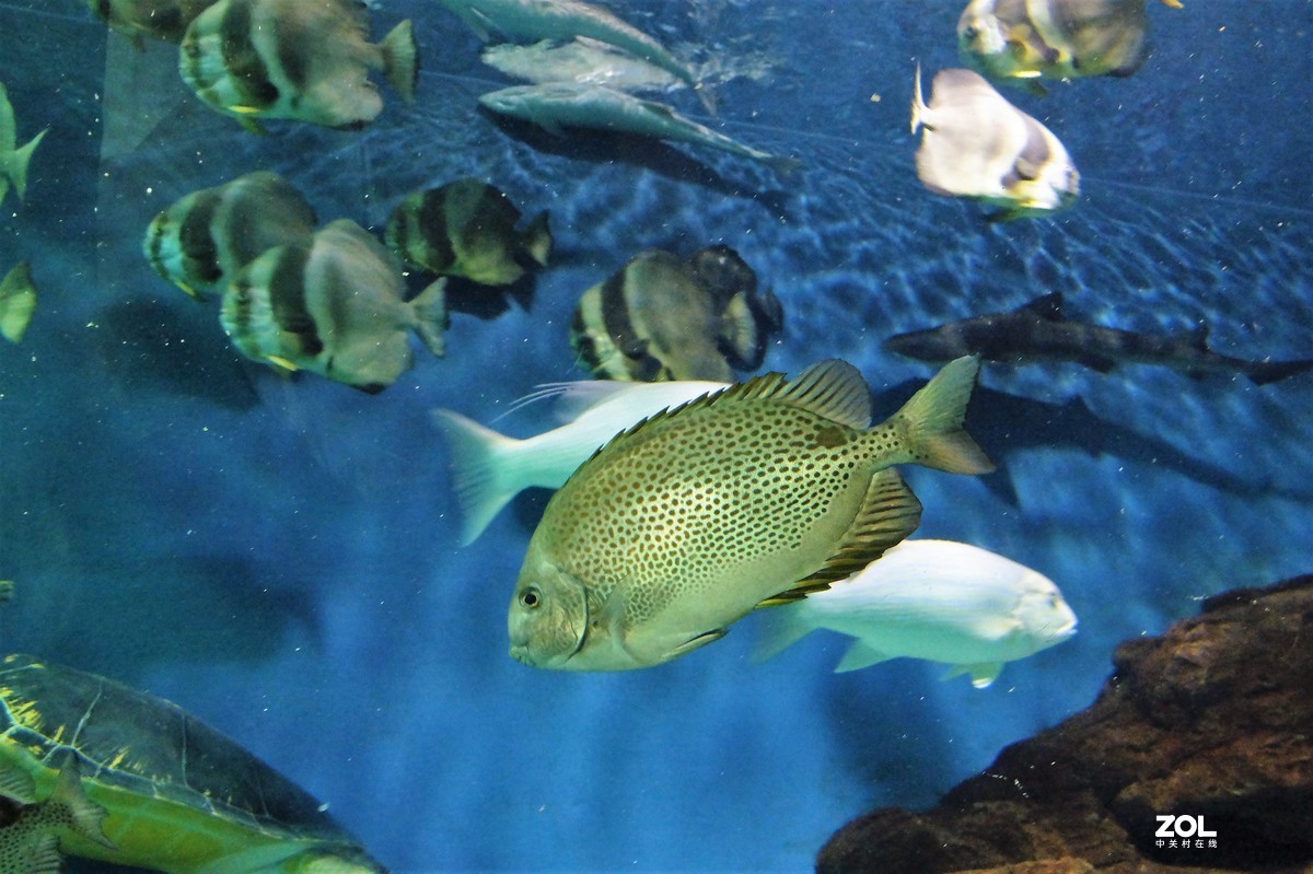 【观赏鱼】——摄于上海海洋水族馆
