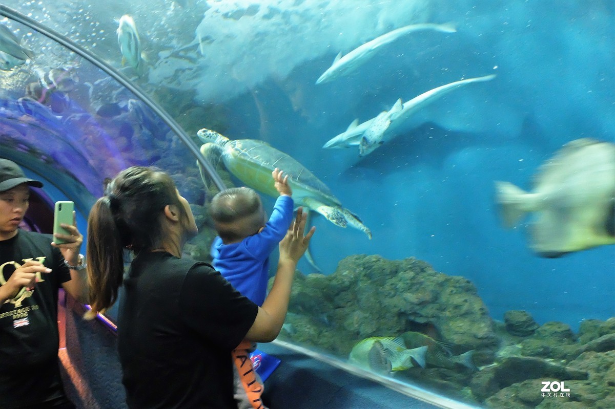 【观赏鱼】——摄于上海海洋水族馆