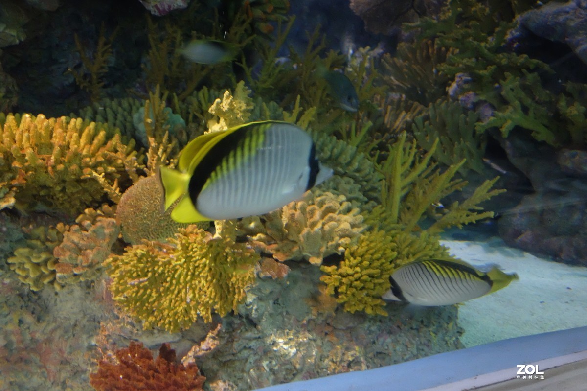 【观赏鱼】——摄于上海海洋水族馆