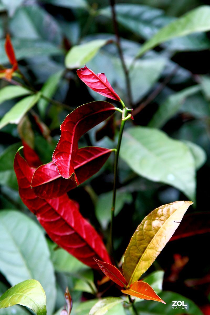 消停了几天，忍不住又去拍了几朵茶花